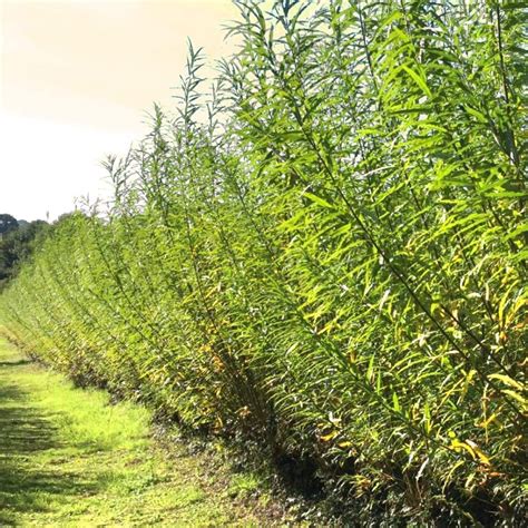 hybrid willow tree cuttings